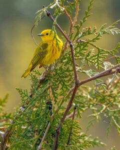 Yellow warbler. Image Credit - Patrice Bouchard