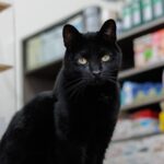 Bodega Cats Of New York